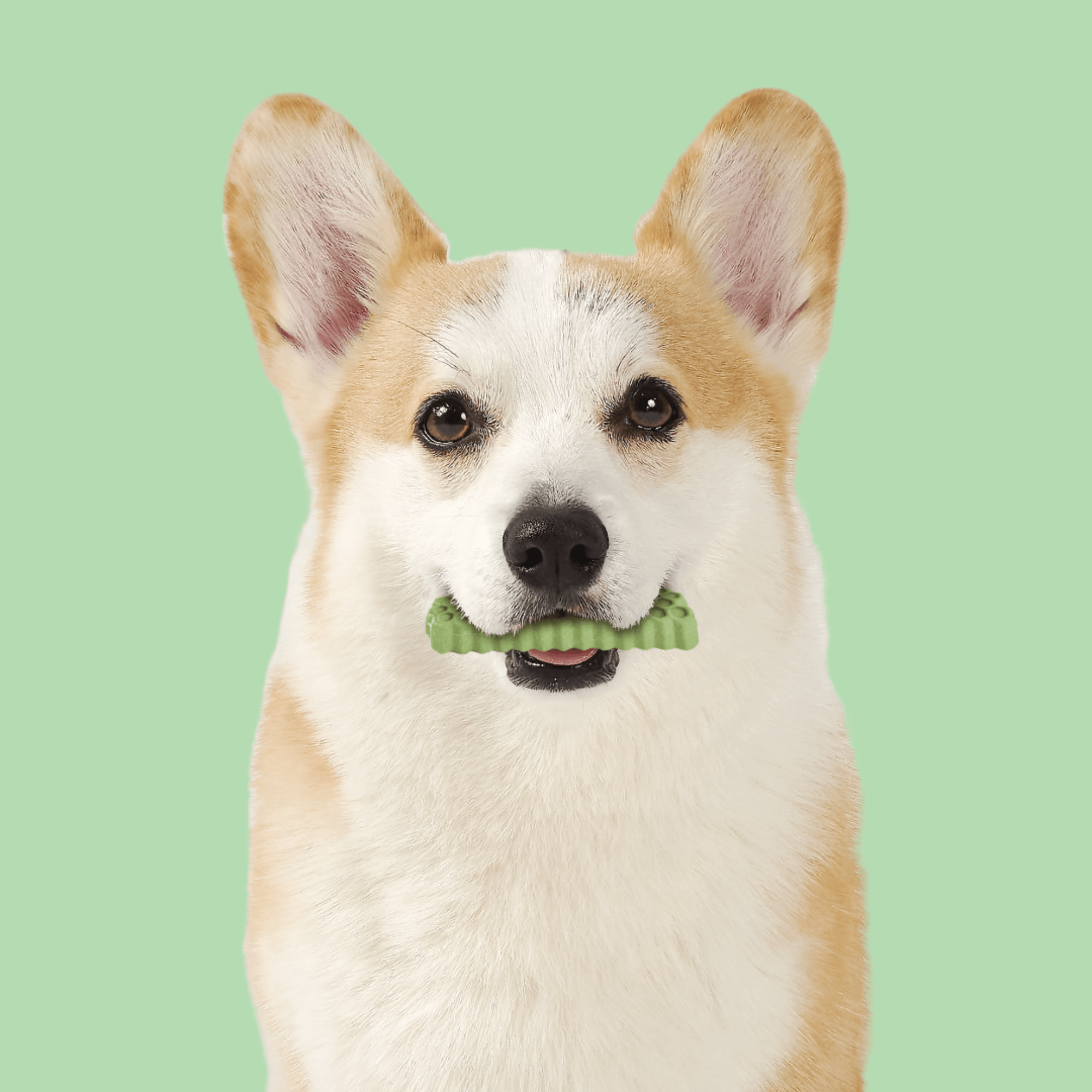 【by*Ref】蜂巢六角潔牙骨 蔬菜 S/M