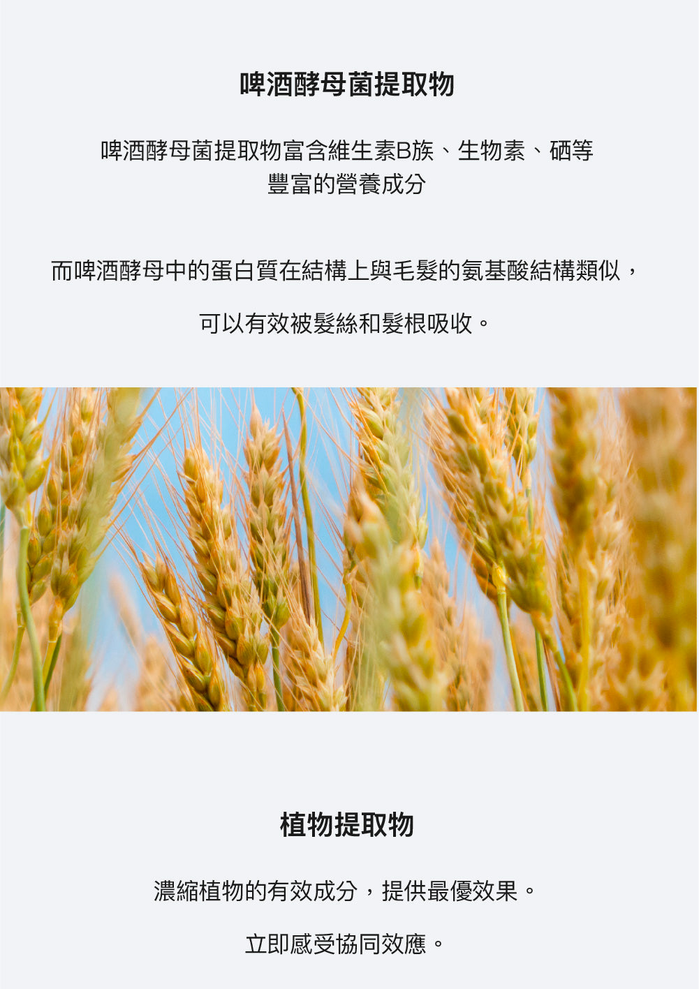 【ARHEE】頭皮護理滾珠平衡精華液 15ml