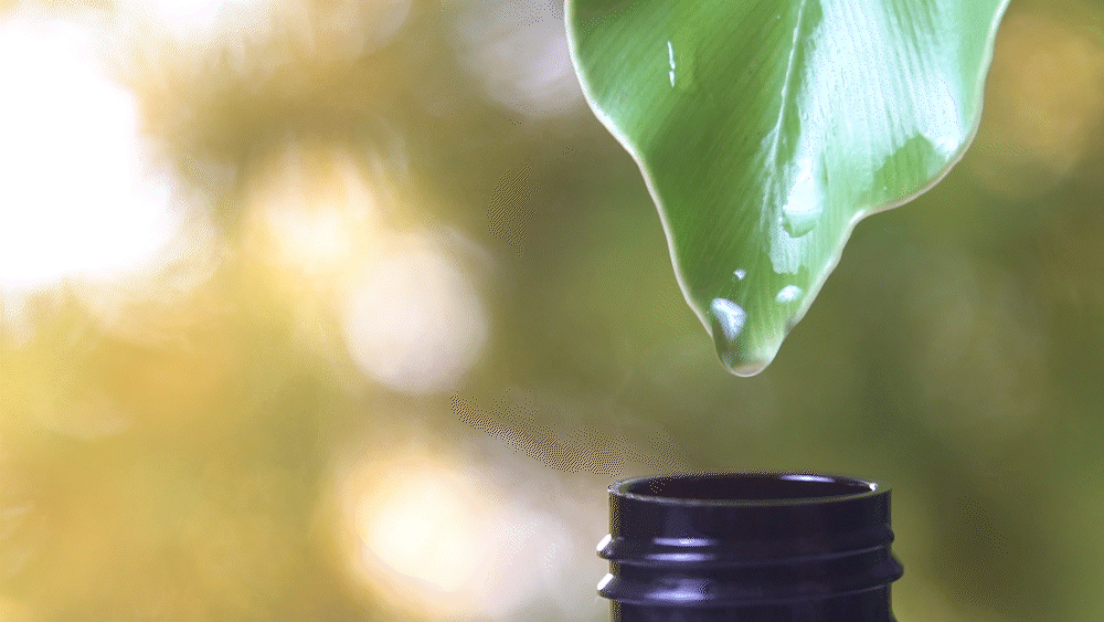 【Ricorso 】Foresty森林保濕洗毛精 300ml