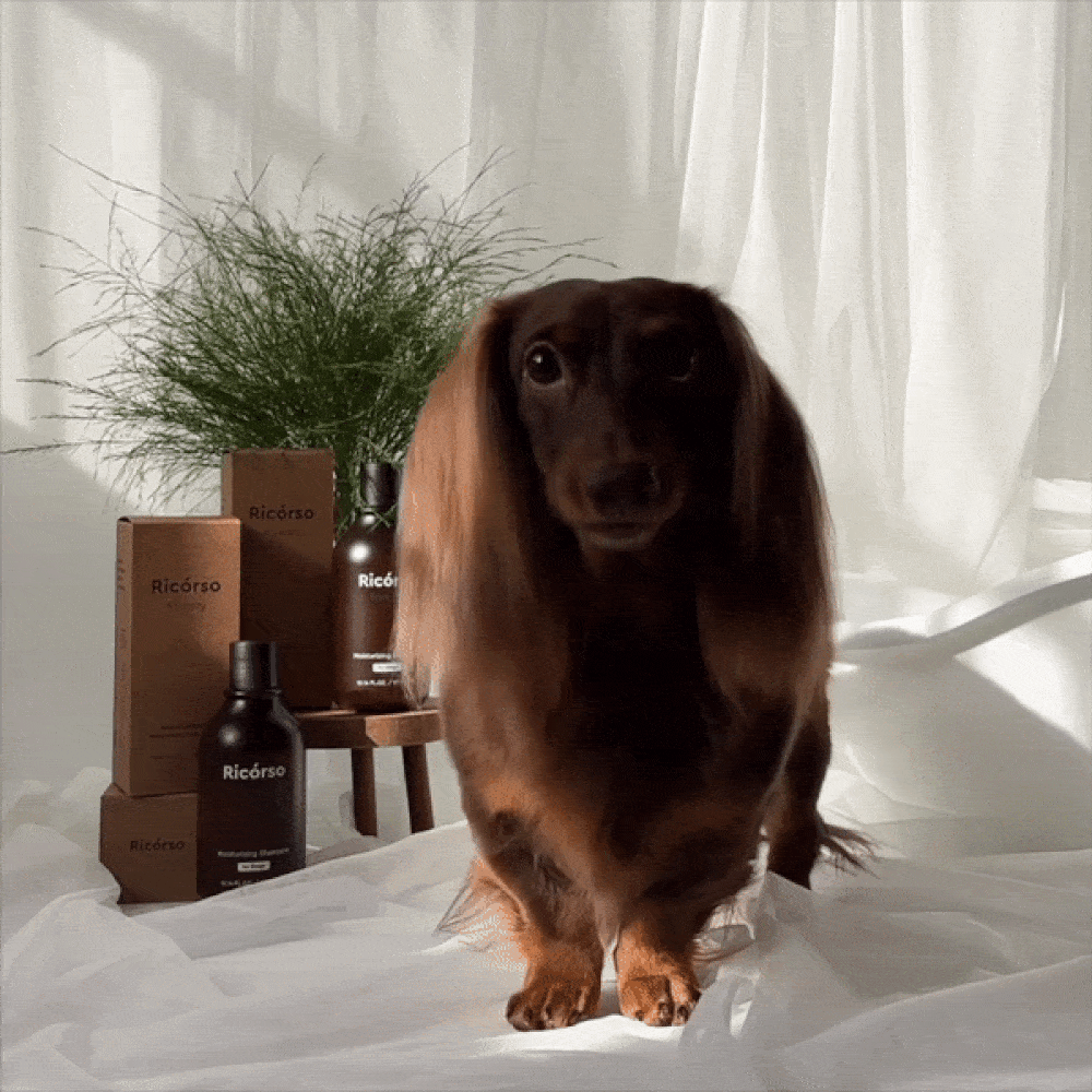 【Ricorso 】Foresty森林保濕洗毛精 300ml