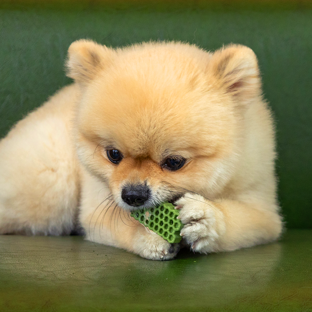 【by*Ref 】Honeycomb Chew蜂巢六角潔牙骨-蔬菜